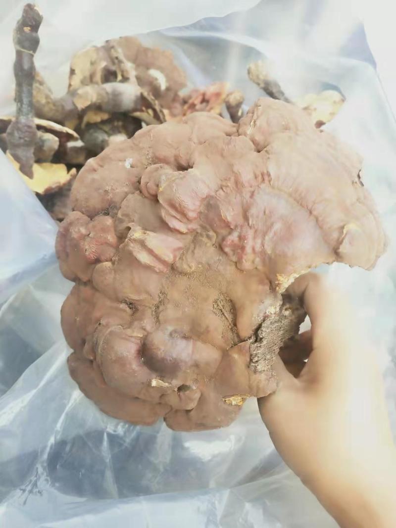 赤灵芝优质好货对接电商平台正品保证质量保证