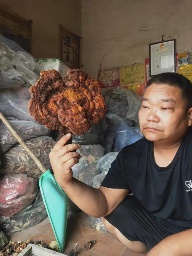 赤灵芝优质好货对接电商平台正品保证质量保证