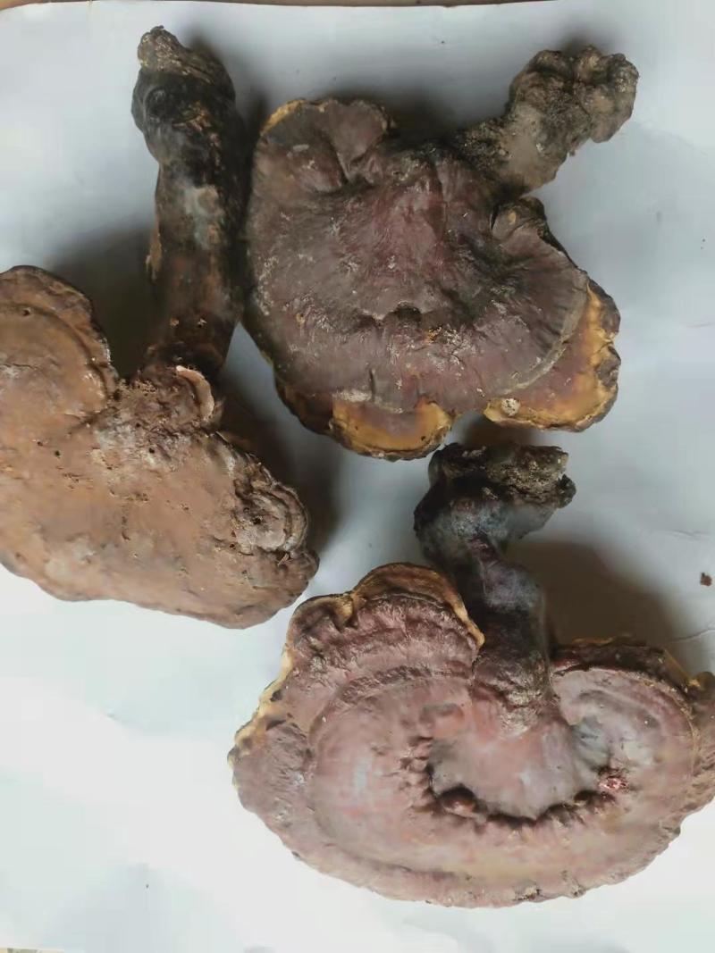 赤灵芝优质好货对接电商平台正品保证质量保证