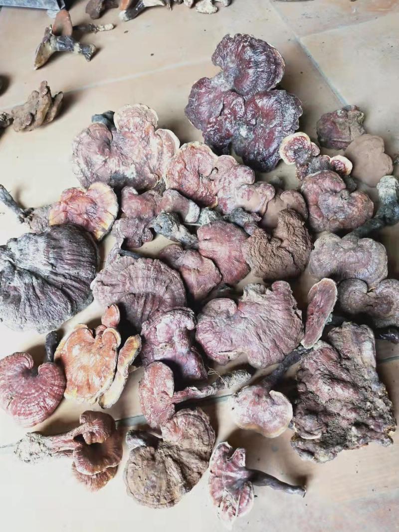 赤灵芝优质好货对接电商平台正品保证质量保证