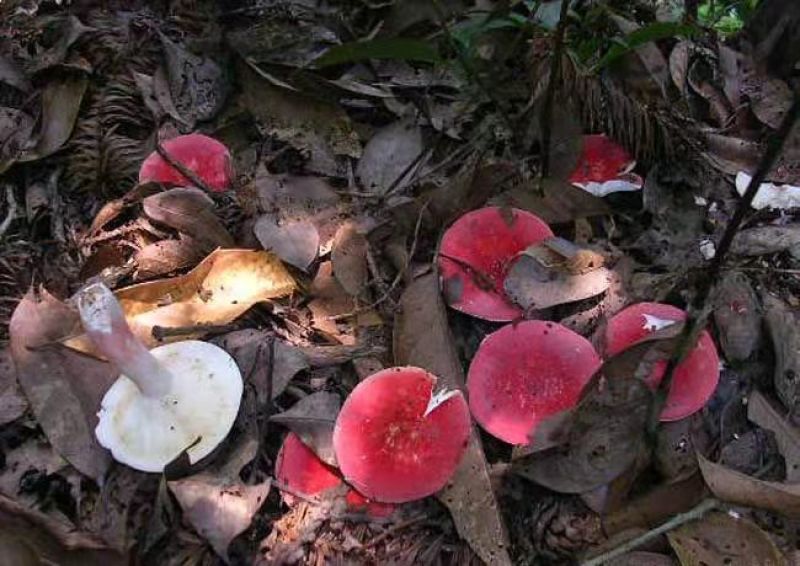 红菇干货河南优质2021新货一手货源价格优惠