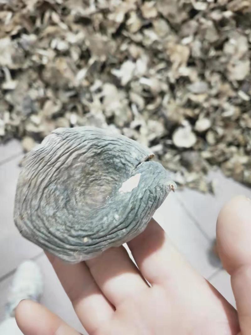 红菇干货河南优质2021新货一手货源价格优惠