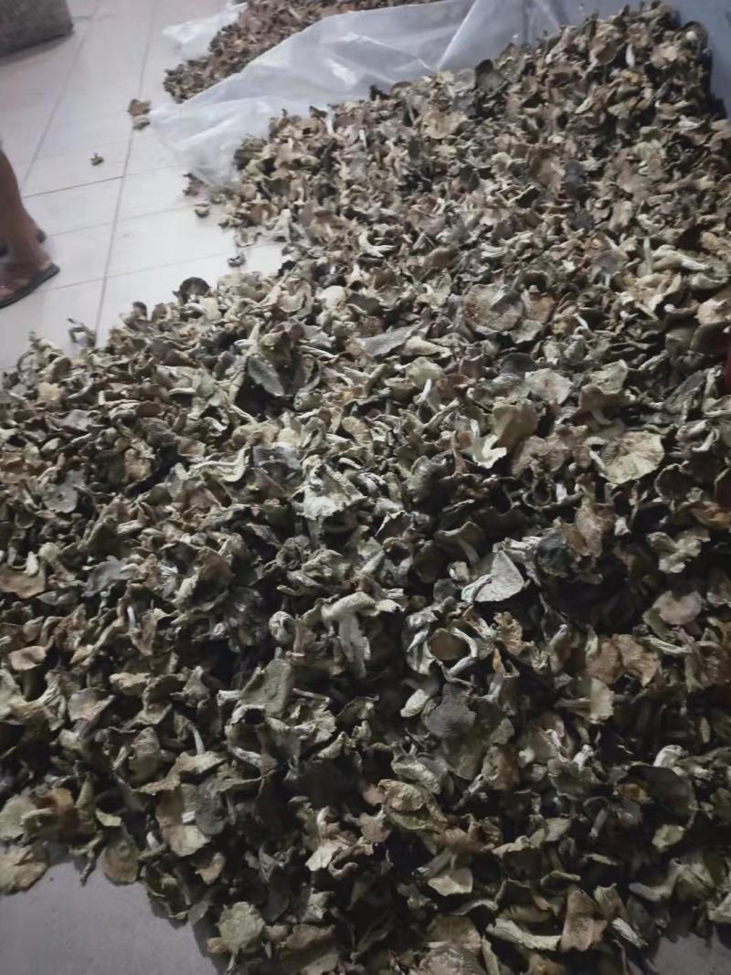 红菇干货河南优质2021新货一手货源价格优惠