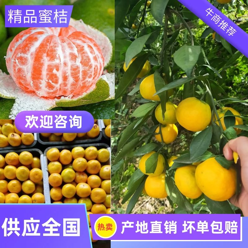 【精品蜜橘】湖北宜昌优质蜜橘，果大皮薄口感好，保质保量