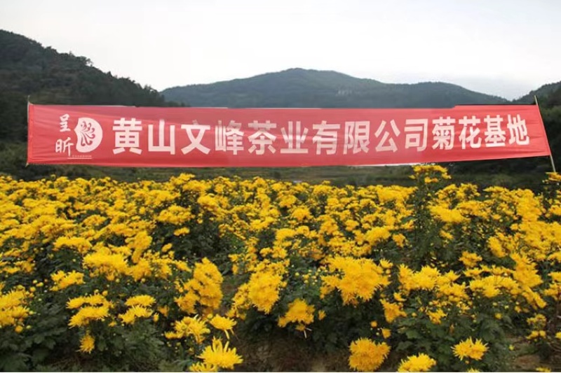 【菊花茶】金丝皇菊菊花茶一手货源保质保量可视频看货