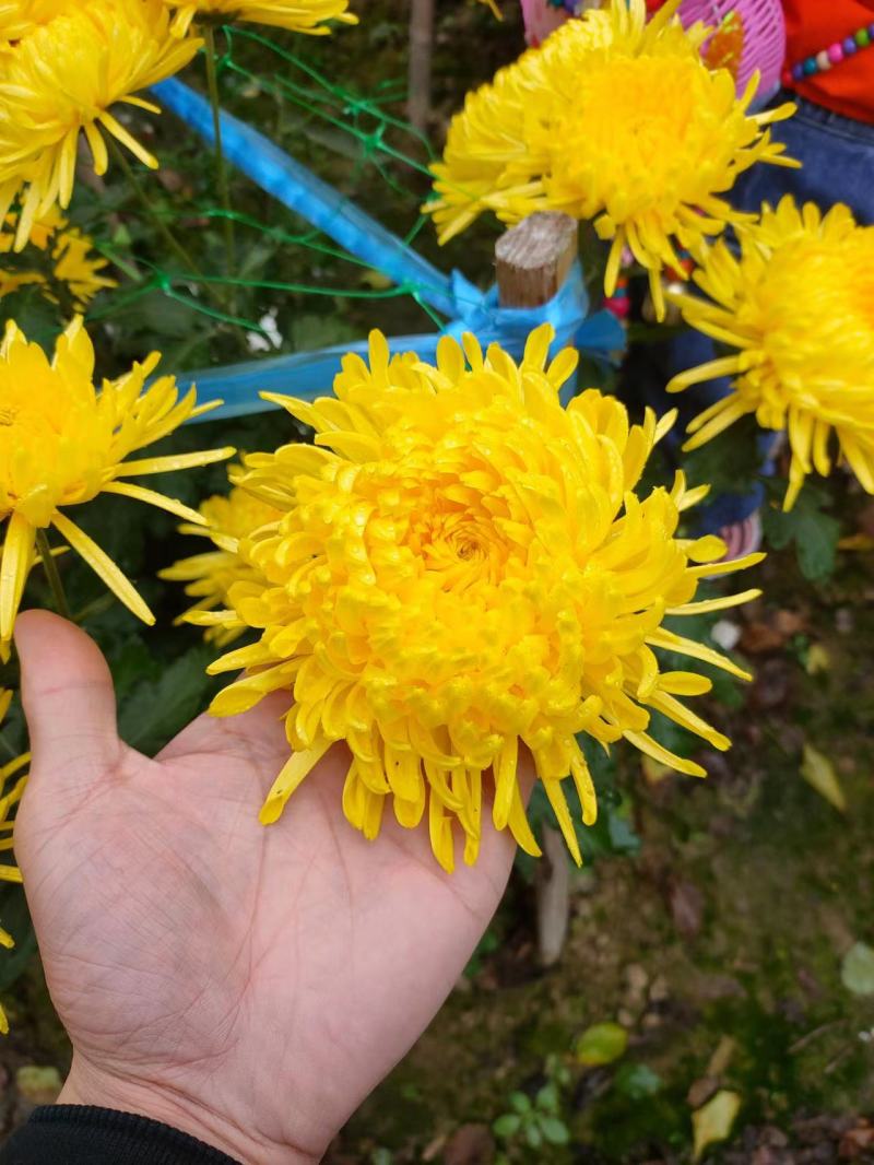 【菊花茶】金丝皇菊菊花茶一手货源保质保量可视频看货