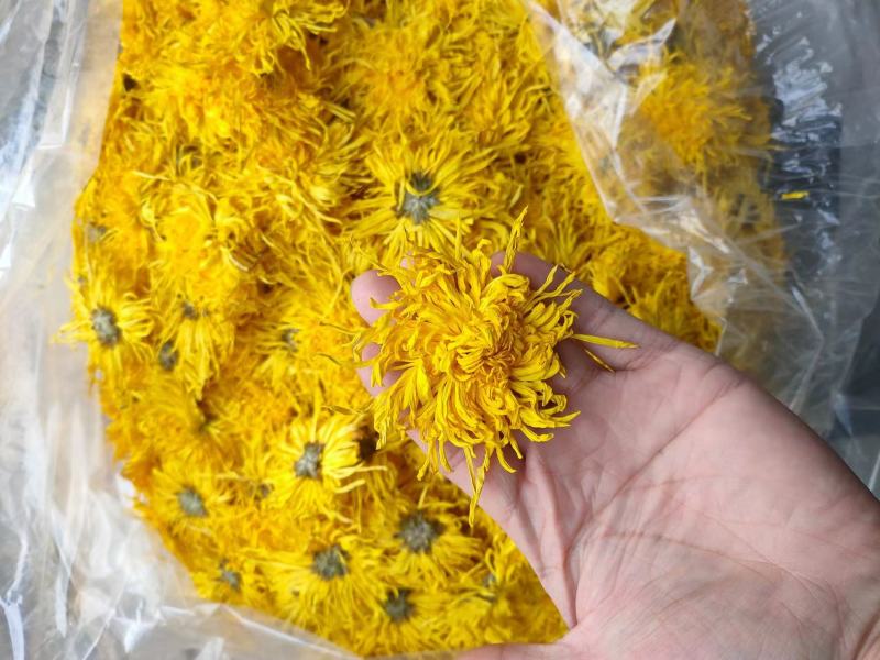 【菊花茶】金丝皇菊菊花茶一手货源保质保量可视频看货