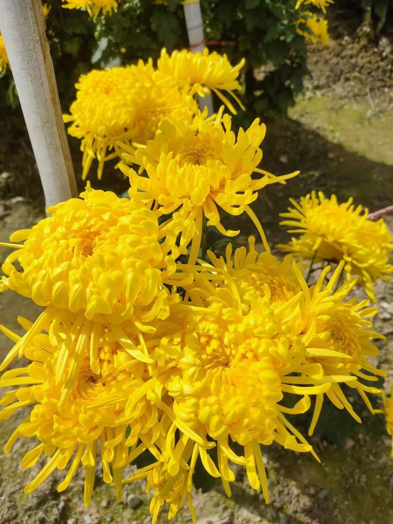 【菊花茶】金丝皇菊菊花茶一手货源保质保量可视频看货