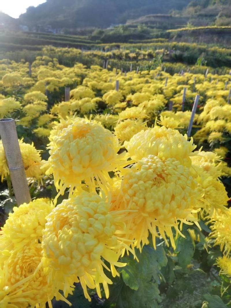 【菊花茶】金丝皇菊菊花茶一手货源保质保量可视频看货