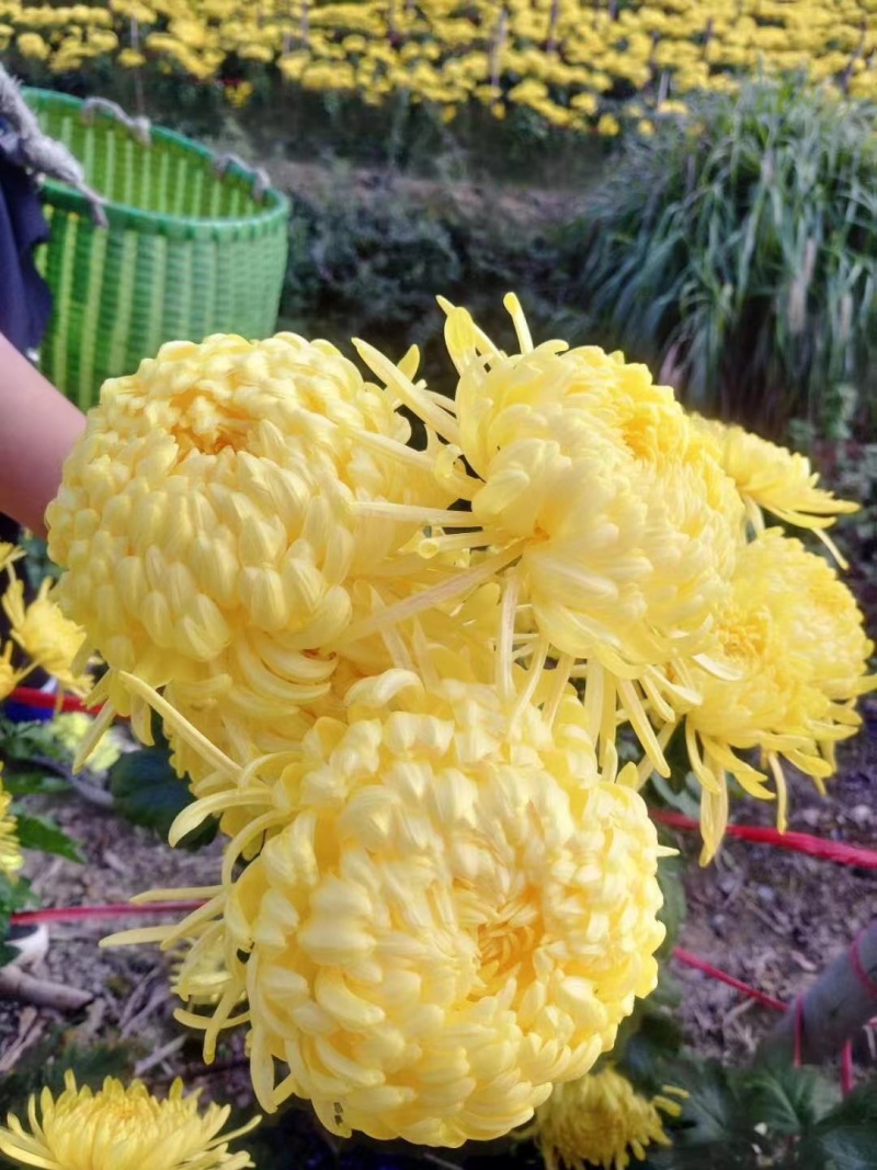 【菊花茶】金丝皇菊菊花茶一手货源保质保量可视频看货