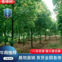 香樟树截杆发冒自家种植价格优惠全国接单视频看货