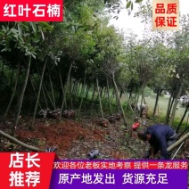 红叶石楠产地发货价格优惠全国接单可视频看货