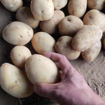 【精选】V7土豆大量上市货源充足欢迎全国老板咨询