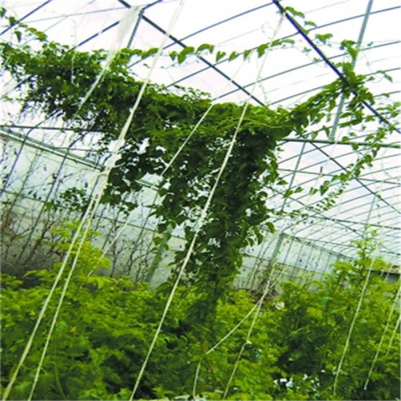 藤三七种苗四季常青包成活盆栽爬藤观赏食用土田七种子云南