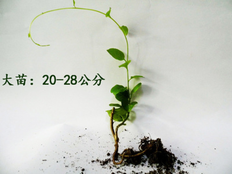 藤三七种苗四季常青包成活盆栽爬藤观赏食用土田七种子云南