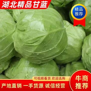 🔥潘家湾蔬菜基地产地直供🔥精品绿甘蓝大量供应中🔥
