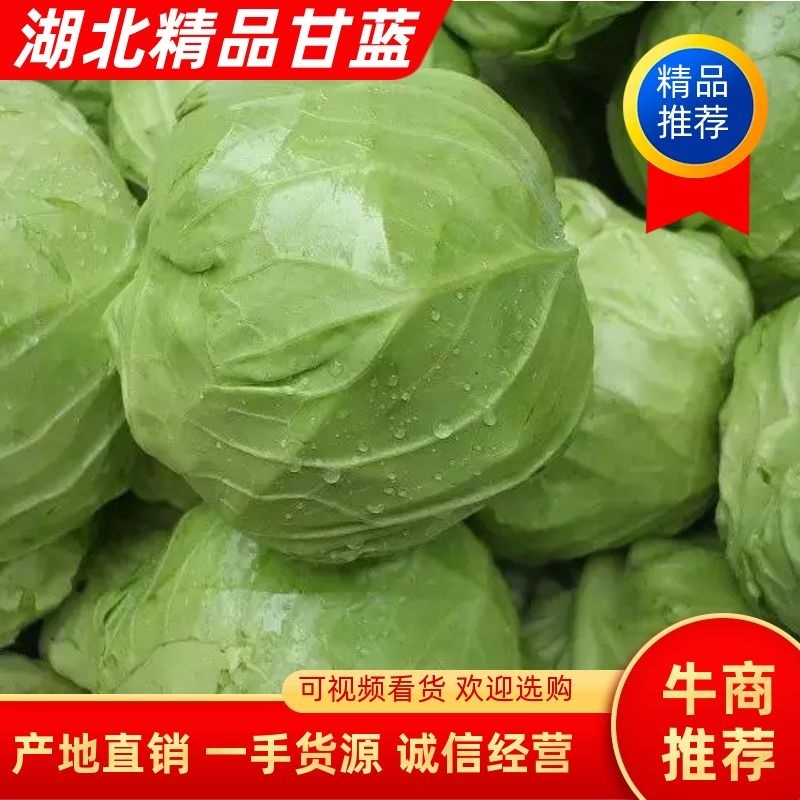 湖北🔥精品旺旺甘蓝🔥大量上市！一手货源！