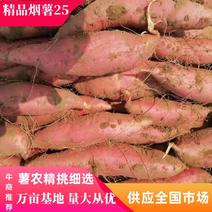 辽宁精品烟薯25蜜薯，货源稳定，精品黄金蜜薯，供应全国