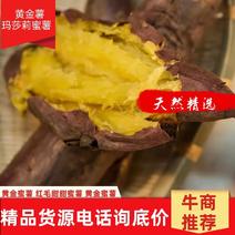 辽宁精品玛莎莉黄金蜜薯红毛蜜薯，货源稳定，供应全国市场
