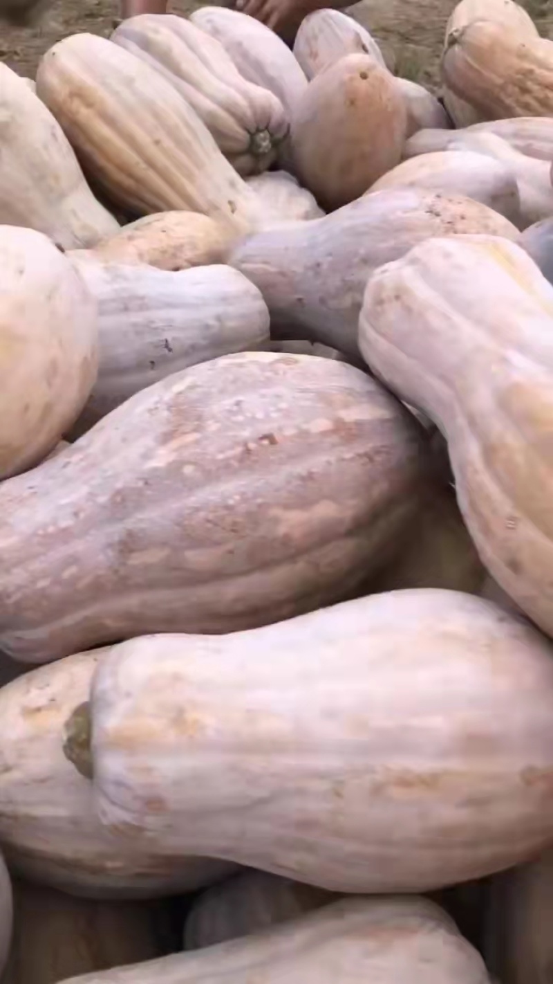 南瓜湖北大量上市品种齐全基地直供大量有货欢迎采购