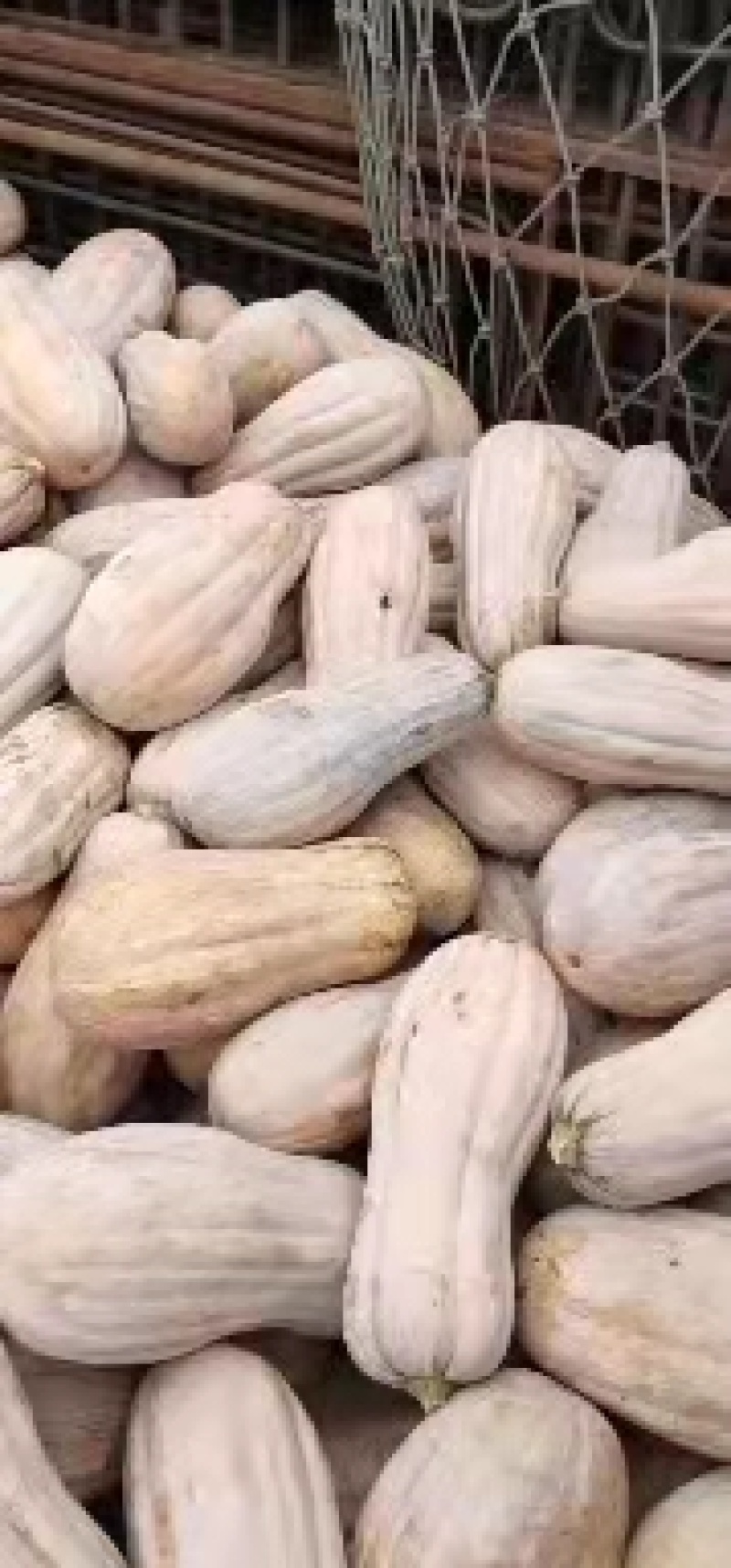 南瓜湖北大量上市品种齐全基地直供大量有货欢迎采购