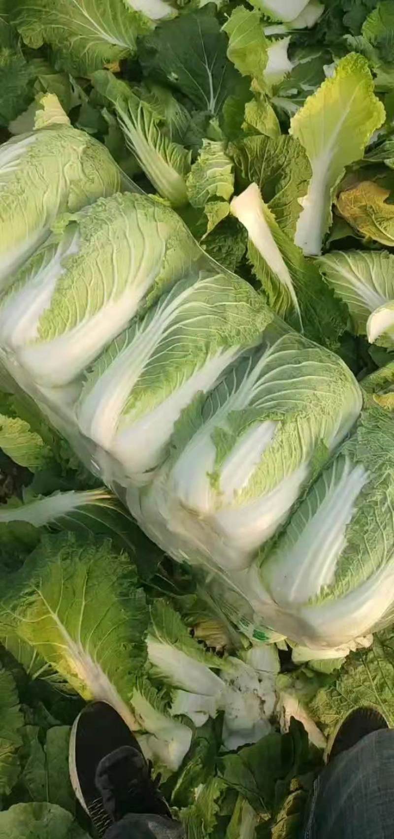 白菜湖北基地直供一手货源诚信经营大量有货欢迎采购
