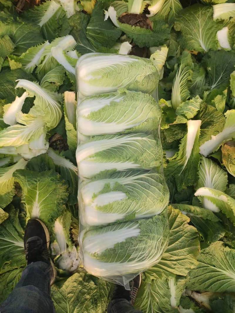 白菜湖北基地直供一手货源诚信经营大量有货欢迎采购