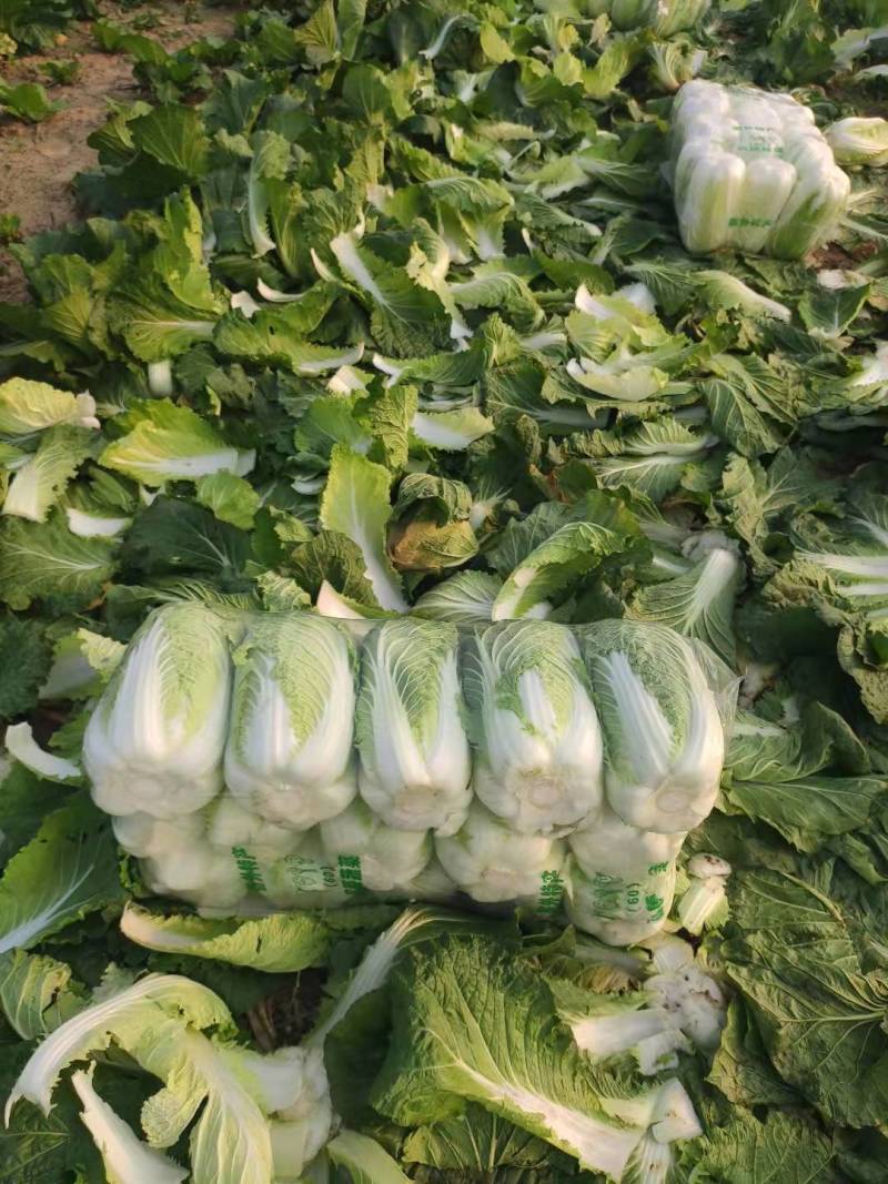 白菜湖北基地直供一手货源诚信经营大量有货欢迎采购