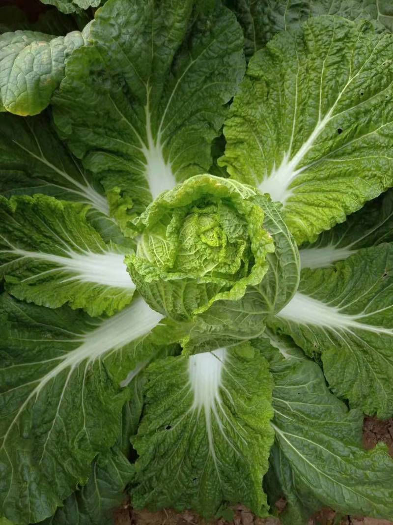 白菜湖北基地直供一手货源诚信经营大量有货欢迎采购