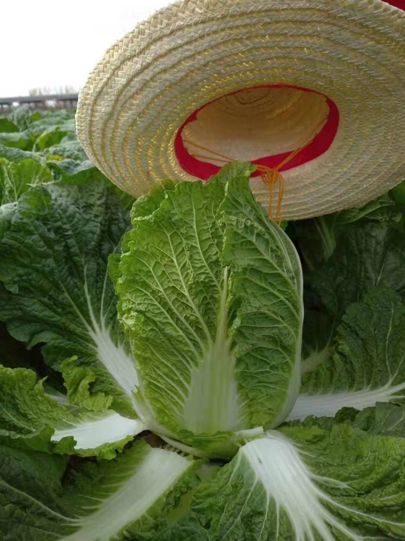 白菜湖北基地直供一手货源诚信经营大量有货欢迎采购