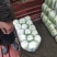白菜湖北基地直供一手货源诚信经营大量有货欢迎采购