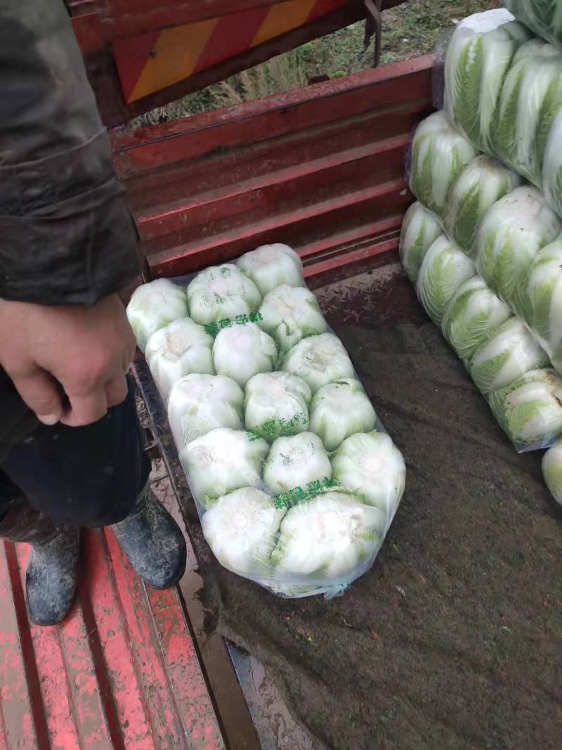 白菜湖北基地直供一手货源诚信经营大量有货欢迎采购