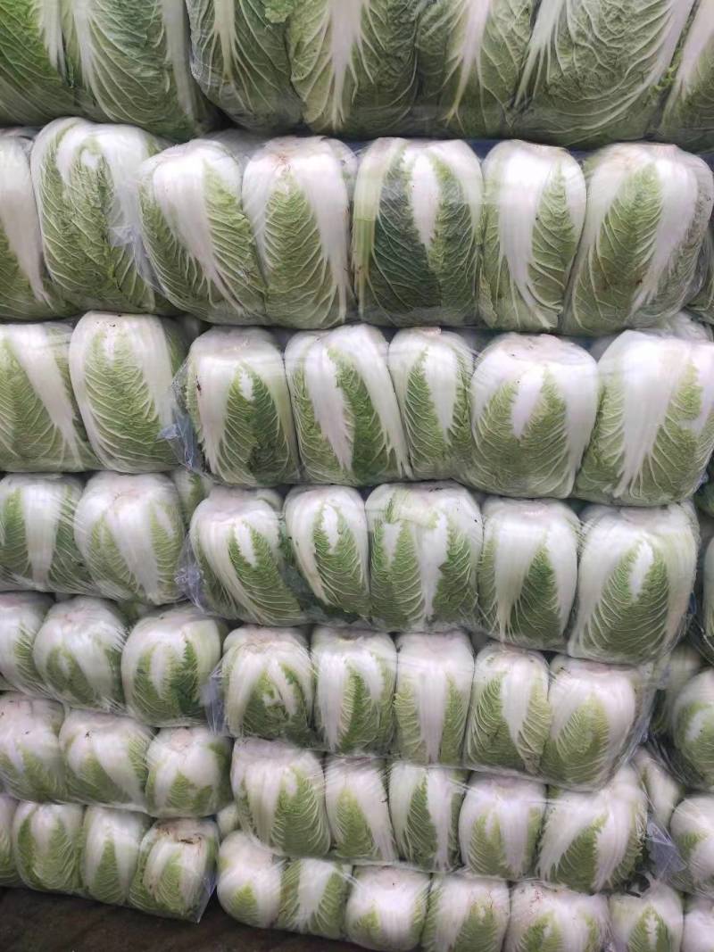 白菜湖北基地直供一手货源诚信经营大量有货欢迎采购