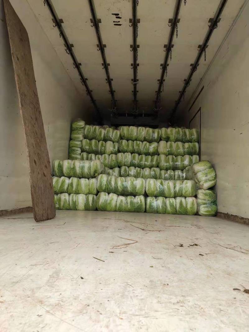 白菜湖北基地直供一手货源诚信经营大量有货欢迎采购