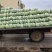 白菜湖北基地直供一手货源诚信经营大量有货欢迎采购