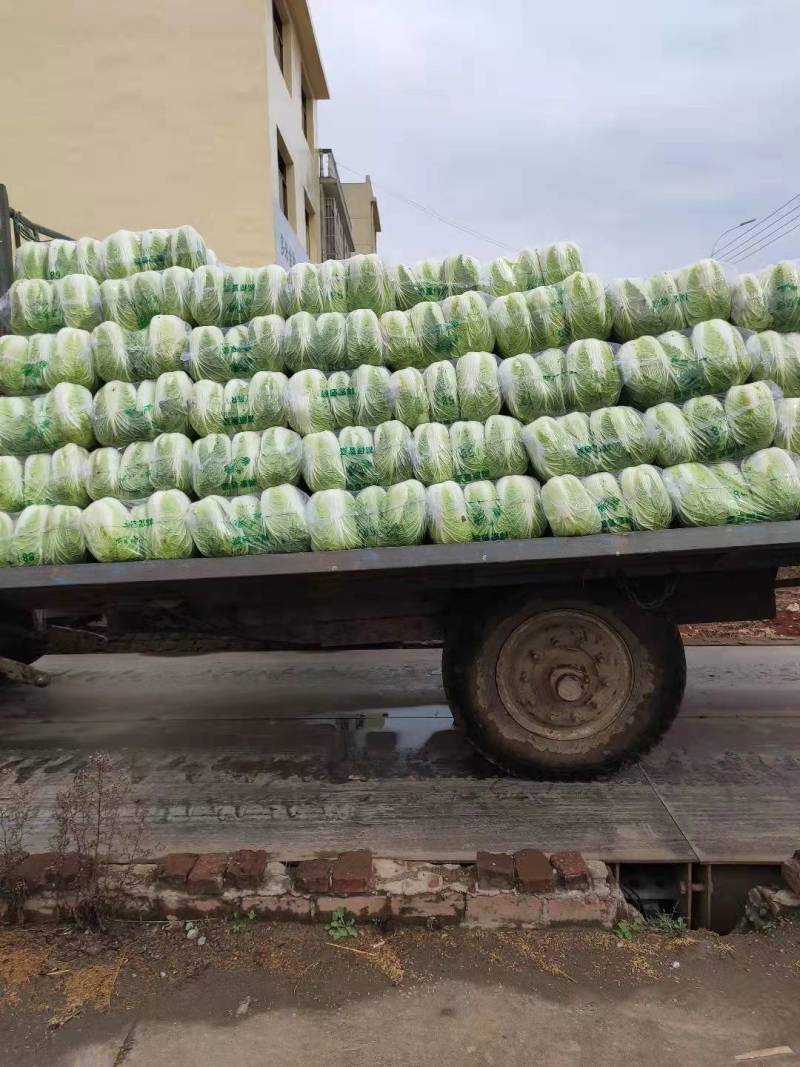 白菜湖北基地直供一手货源诚信经营大量有货欢迎采购