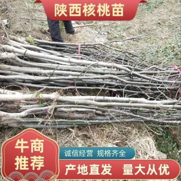 产地批发5年核桃树8公分左右，旱地苗，现挖现发。