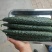 河北邯郸黄瓜大量有货,产地直发,一手货源,量大从优