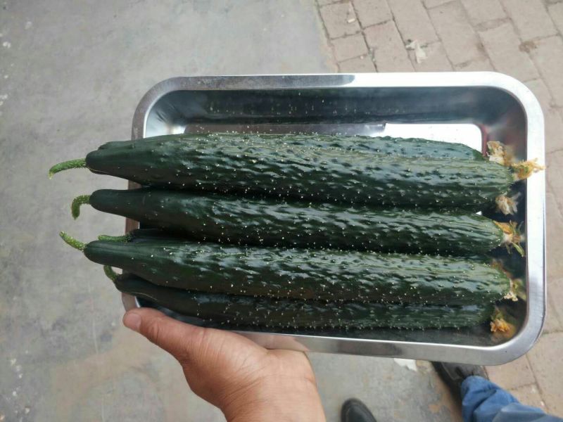 河北邯郸黄瓜大量有货，产地直发，一手货源，量大从优
