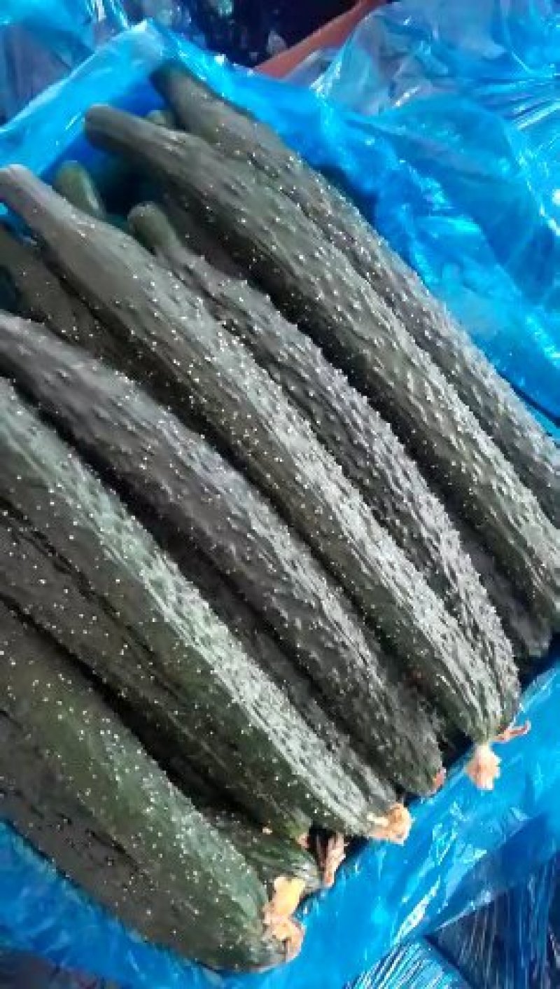 河北邯郸黄瓜大量有货，产地直发，一手货源，量大从优