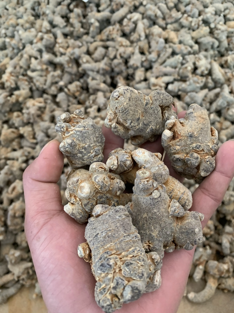 云南文山农家自然晒三七可以视频打粉一手货源品质保证