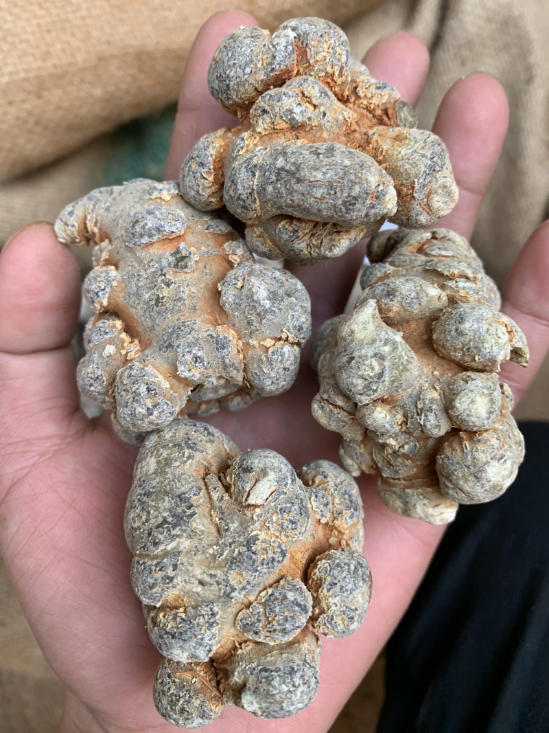 云南文山农家自然晒三七可以视频打粉一手货源品质保证