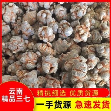 云南文山农家自然晒三七可以视频打粉一手货源品质保证
