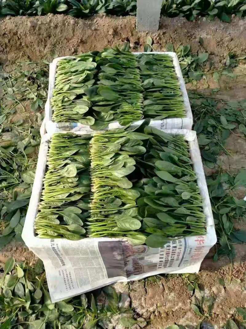 优质小圆叶菠菜，万亩基地直供，质优价廉，做工精细，