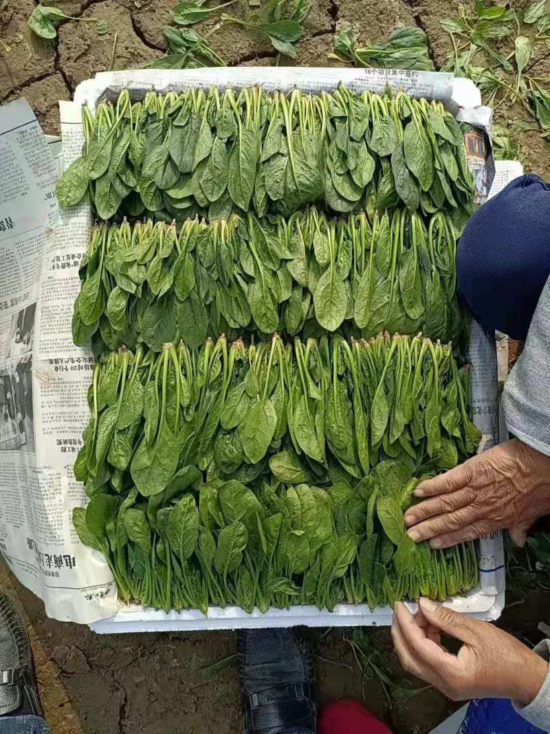 优质小圆叶菠菜，万亩基地直供，质优价廉，做工精细，