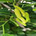 香金葚白长桑葚苗新品种特香桑葚果采摘园品种长白果桑树苗