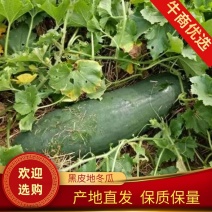 精品冬瓜黑皮冬瓜，产园直发大量供应，欢迎考察