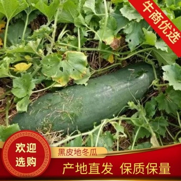 精品冬瓜黑皮冬瓜，产园直发大量供应，欢迎考察