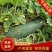 精品冬瓜黑皮冬瓜，产园直发大量供应，欢迎考察