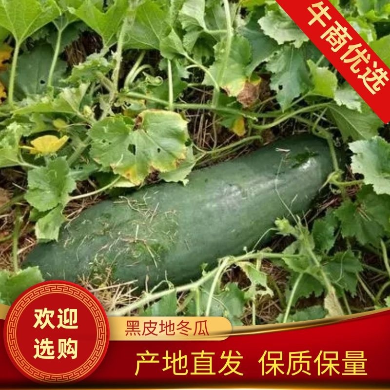 精品冬瓜黑皮冬瓜，产园直发大量供应，欢迎考察